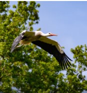 Planckendael
